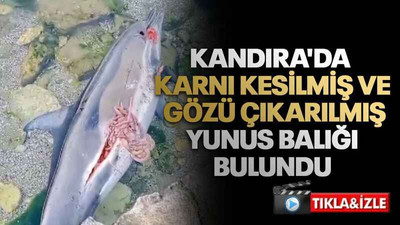 Kandıra'da karnı kesilmiş ve gözü çıkarılmış yunus balığı bulundu